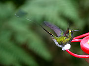 Colibri. Jungle Ecuador