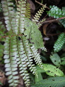 Gecon. Jungle. Ecuador